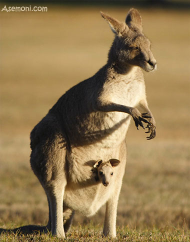 kangaroo 3